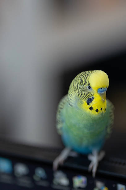 istock A small pet budgerigar with yellow and green feathers perches on top of a black computer monitor. The small bird has yellow, green, and blue feathers, with a blurred background creating a soft focus. 2228680998