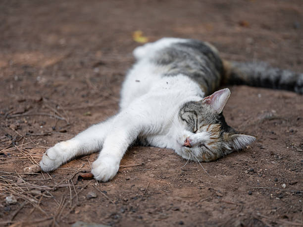 istock Adorable kitty resting on dirt in the park 2228681988