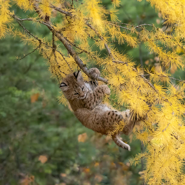 Animals theme. Scenics nature.