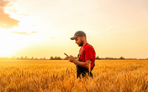 istock Male farm worker using smartphone in grain field at summer sunset 2228682410