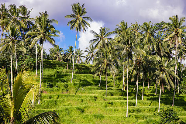 Tropical trees and dense foliage create a vibrant and serene natural environment under a clear sky.