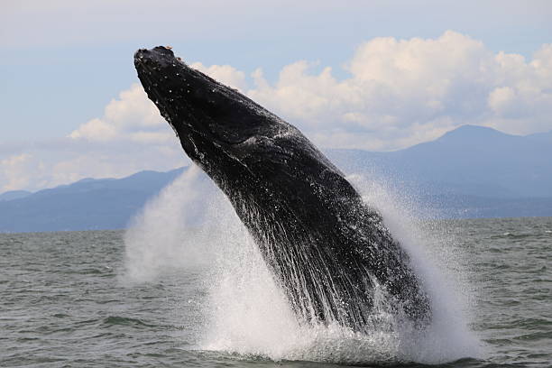 istock Humpback whale breaching off Vancouver 2228684083