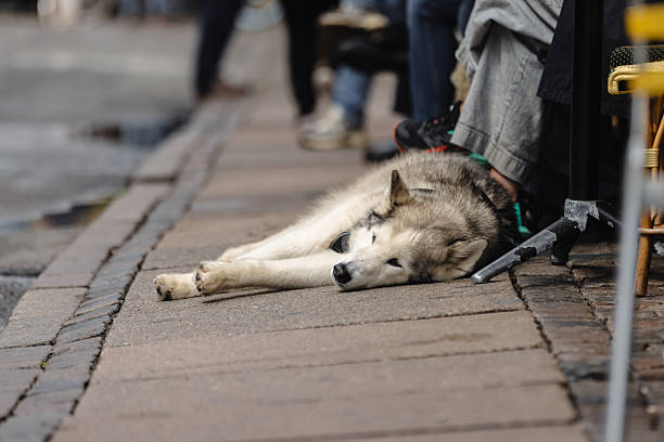 Beautiful husky dog is lying on the street.\nCopenhagen - Denmark.