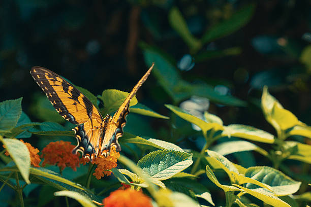 Butterfly on a red flower in the garden with green background
