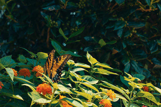 Cloudless Sulphur butterfly feeding on lilac-colored Etoniah Rosemary