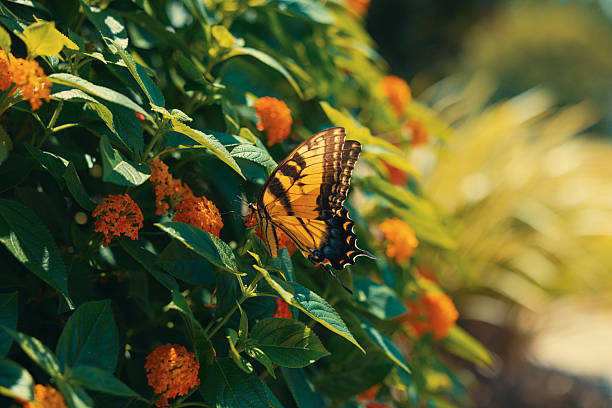 A bright yellow butterfly perching on a vibrant red bougainvillea hedge
