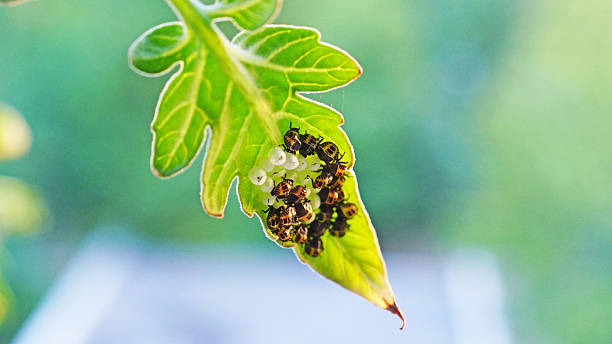 istock Insect Egg Cluster on a Leaf with Just hatched Stink bugs (Palomena prasina). Close-up image of white eggs laid in a tight cluster on a green tomato leaf 2228686147