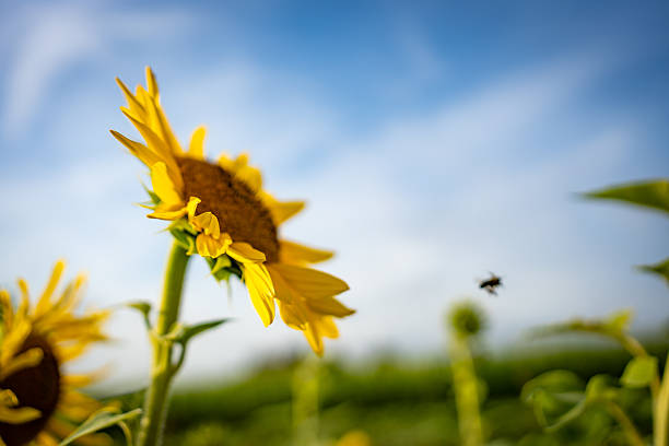 A close-up of a sunflower head with a bee in mid-flight against a blurred green and blue background.