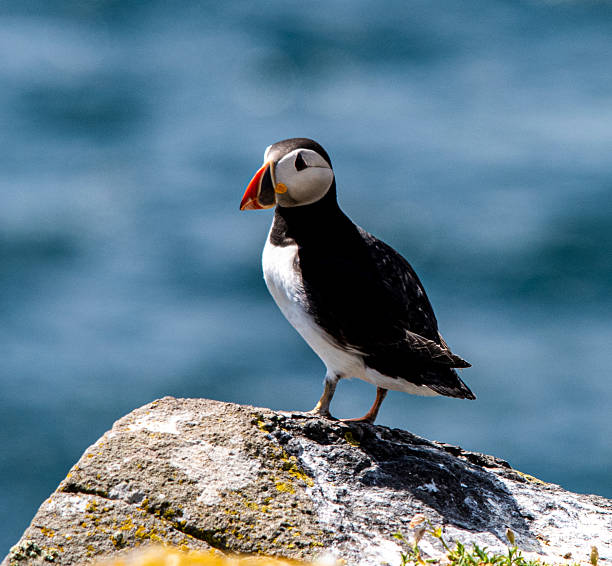 istock Puffin on Isle of May 2228689011