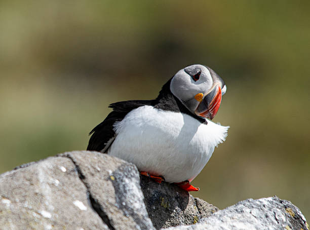 istock Inquisitive Puffin on rock 2228689047