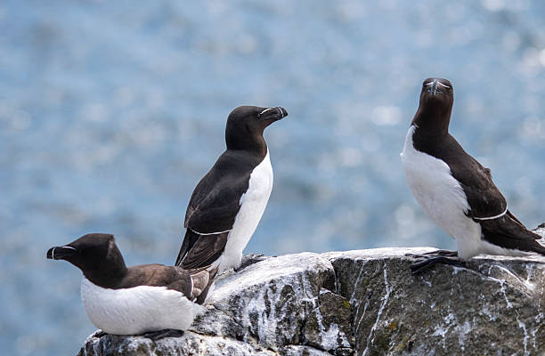 istock 3 guillemots on rock on Isle of May 2228689080
