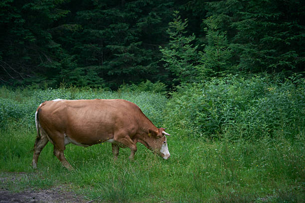 Cow grazing in lush green forest