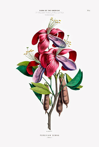 Very Rare, Beautifully Illustrated antique, hand-colored, flowers and fruits Botanical Illustration, Published in 1835. Source: Original edition from my own archives. Copyright has expired on this artwork. Digitally restored.