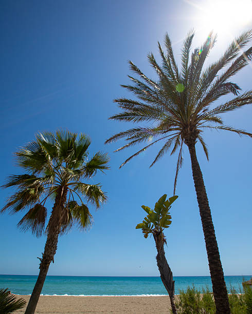 Stunning view of palm trees and sand on Playa de Bil-Bil in Benalmadena, Spain.