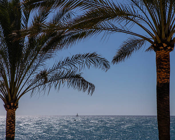 A beautiful view through the palm trees towards the ocean in Benalmadena, Spain.