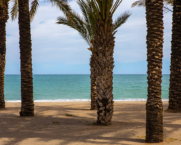 A view through the palm trees over the sandy beach towards the ocean in Torremolinos, Spain.