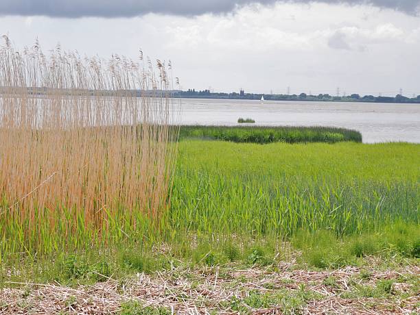 Haseldorfer Marsch with river and Grass