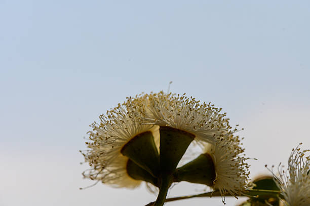 Close view of eucalyptus tree in bloom, with delicate flowers and green leaves lit by the summer sun in Cyprus.