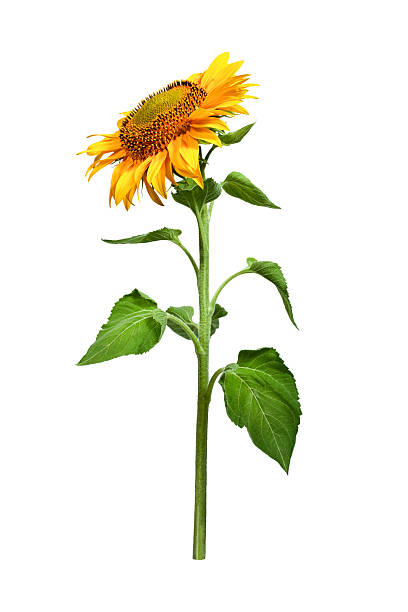 istock Sunflower with leaves and stem (side view) isolated on white. 2228692944