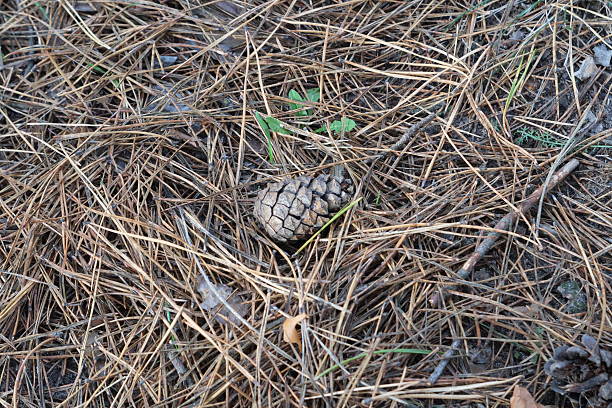 spruce cone on the ground and tree needles, one piece, many needles. High quality photo