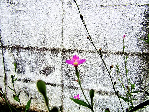 Wildflowers. Photoimpressionism.
