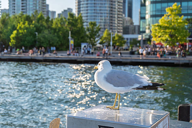 Close up of a Seagull