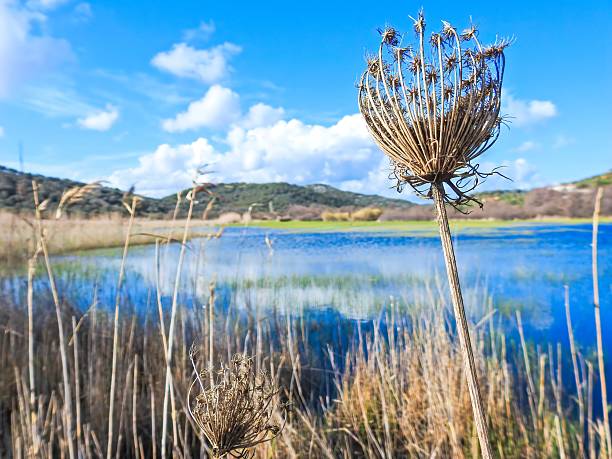 istock Wildflower and Lake Landscape 2228694740