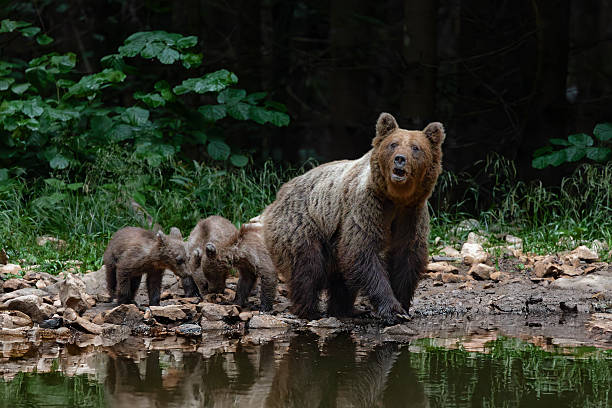 Black bear family posing for camera. Mother bear and two cubs sitting next to each other looking into camera.