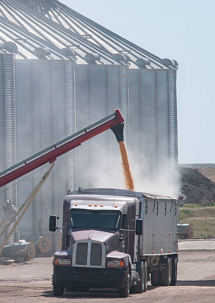 Corn seed being loaded into a grain hopper trailer