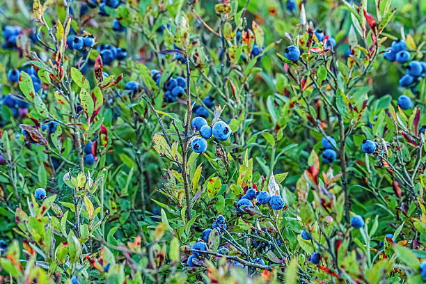 Natural blackberry on branches with leaves autumn berry macro photo berries in open space