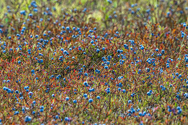 Close-up of wild blueberries (Vaccinium angustifolium) growing in the natural forests of Algonquin Provincial Park, Ontario, Canada. These native berries are an essential summer food source for many animals, including bears, birds, and small mammals. This image captures the beauty and ecological importance of native plant life in the Canadian wilderness. Ideal for use in nature education, wildlife conservation, and ecological studies.