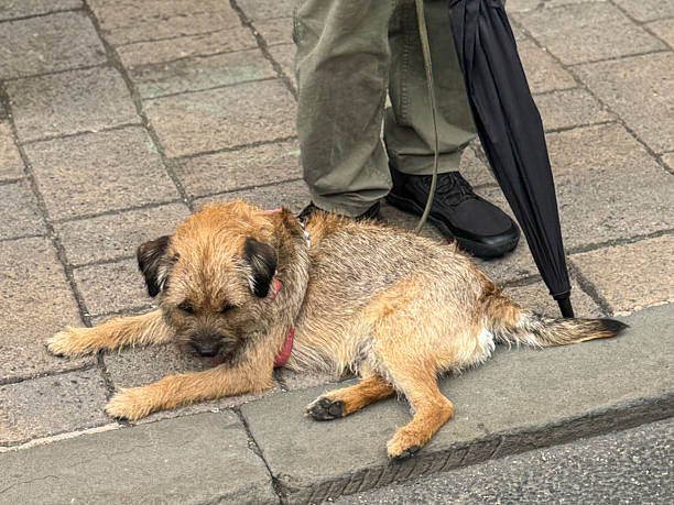 istock Image of small border terrier dog lying on pavement / tired pet resting after walk, leashed on lead, sleeping outdoors, cute canine relaxation 2228696741