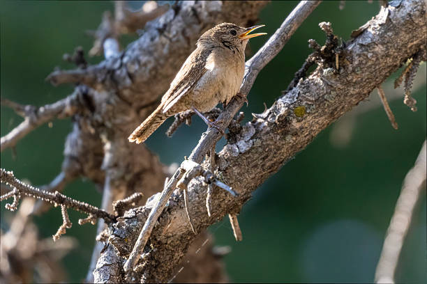 istock Northern House  Wren 2228696933