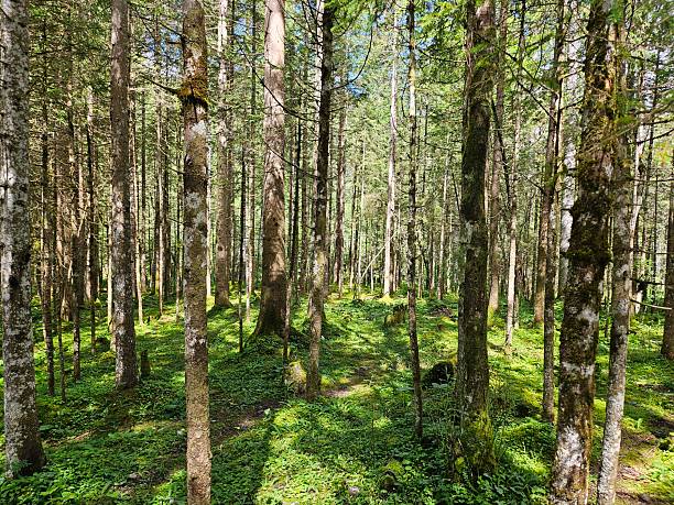 The sun shining through the trees and casting a pattern of shadows onto the ground in the summer.