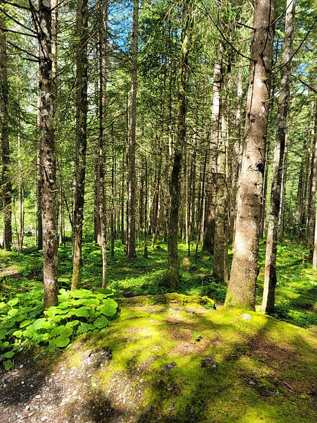 istock In July, sun rays streaming through the trees casting shadows through the woods in Switzerland. 2228697857