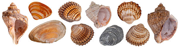 istock set of seashells isolated on white background 2228698031