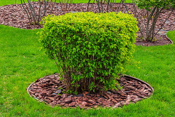 Mulching with tree bark under a bush in a garden with a green lawn. Modern garden design