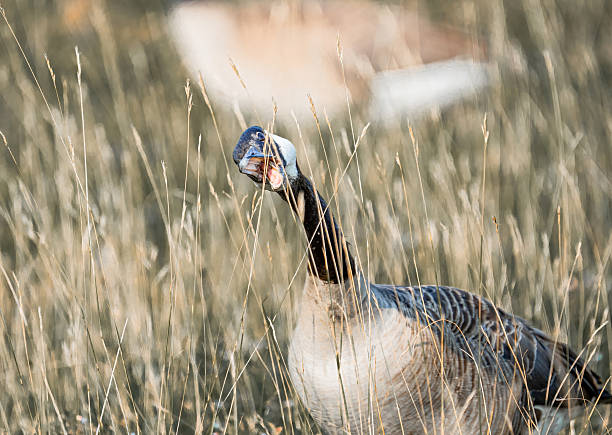 Close-up of a Canada goose (Branta canadensis) feeding on fresh grass in Algonquin Provincial Park, Ontario, Canada. The image captures a quiet moment of natural behavior, as the goose grazes peacefully in a grassy area near the water. A perfect representation of everyday wildlife activity in the Canadian wilderness, suitable for educational content, nature publications, or conservation-themed projects.