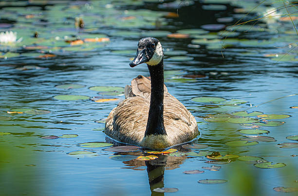 Canada geese (Branta canadensis) glide peacefully across a lake filled with blooming white water lilies in Algonquin Provincial Park, Ontario, Canada. The contrast between the dark silhouettes of the geese and the delicate white flowers creates a serene and visually striking wildlife scene. This image highlights the harmony between fauna and flora in the Canadian wilderness. Ideal for use in nature-focused publications, wetland conservation projects, or wildlife photography collections.