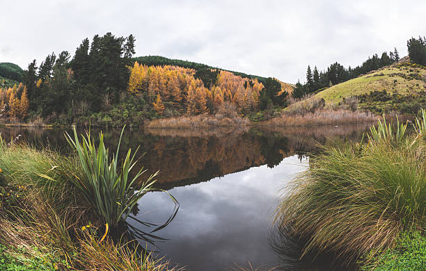 istock Lake in the forest trees grass meadow beautiful landscape 2228700264