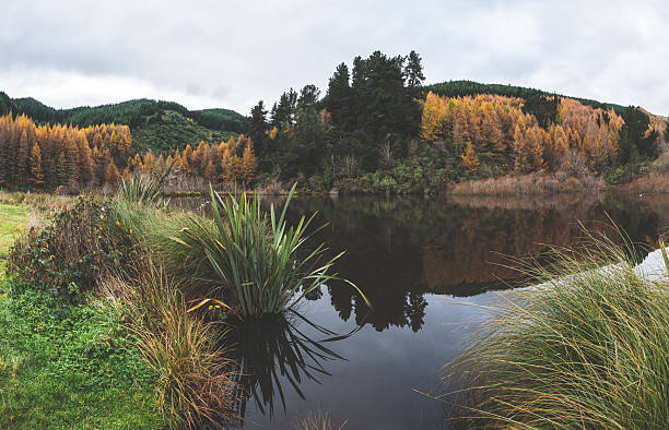 istock Lake in the forest trees grass meadow beautiful landscape 2228700295