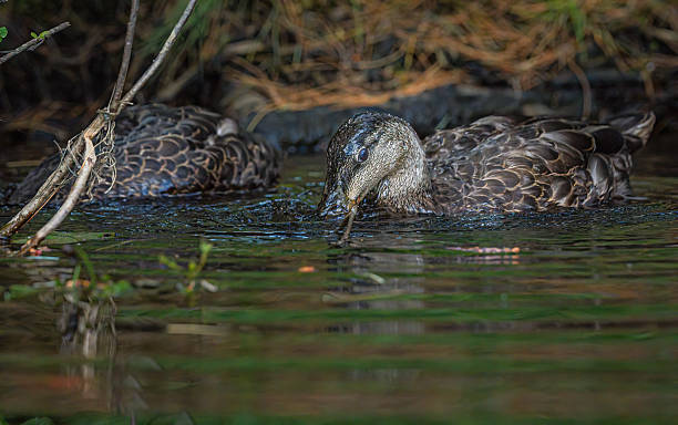 istock Mottled Ducks Floating Among Aquatic Vegetation in Algonquin Park 2228703941