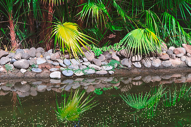 Lagoon palm trees and mangrove in sunset