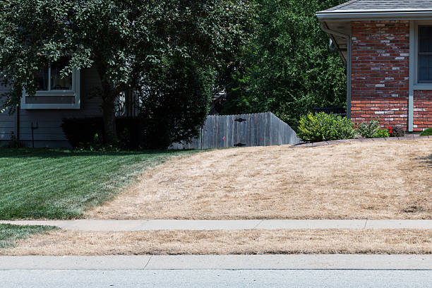 istock Green versus Brown lawns 2228707475