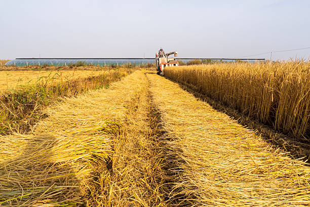 Harvester machine is harvesting ripe rice
