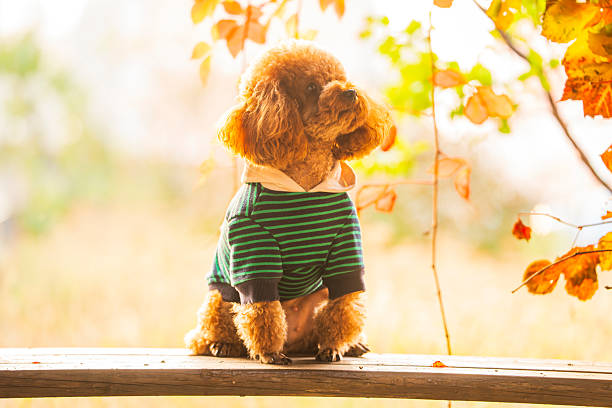 A toy poodle in autumn, beautiful autumn leaves