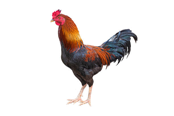 istock single rooster chicken isolated on white background 2228710601