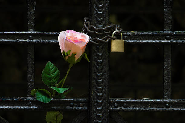 a rose tucked between the bars of a locked gate