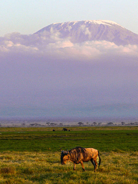 A solitary wildebeest grazes peacefully in the vast savannah with the majestic Mount Kilimanjaro rising in the background. The mountain's snow-capped peak floats above a sea of clouds, casting a dreamy silhouette over the African landscape at dawn. This iconic scene captures the wild serenity of East Africa.