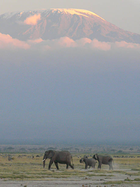 A family of African elephants crosses the savanna at dawn beneath the snow-covered peak of Mount Kilimanjaro. Mist and clouds split the landscape into ethereal layers, while the warm sunlight touches the mountain top, hinting at a new day in the heart of Africa. A powerful composition showing the scale of nature and the grace of wildlife in motion.